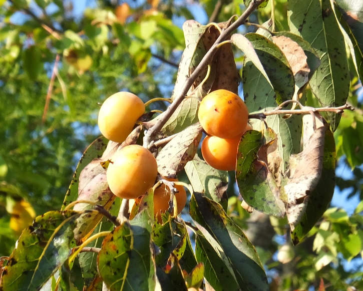 Close-up of persimmons in tree