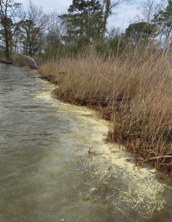 Pollen in the water near the shore
