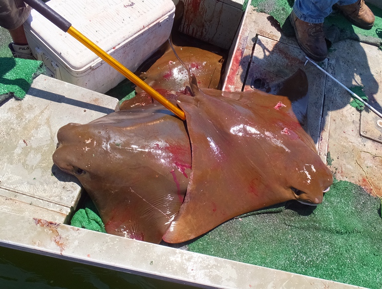 Three rays on a John boat