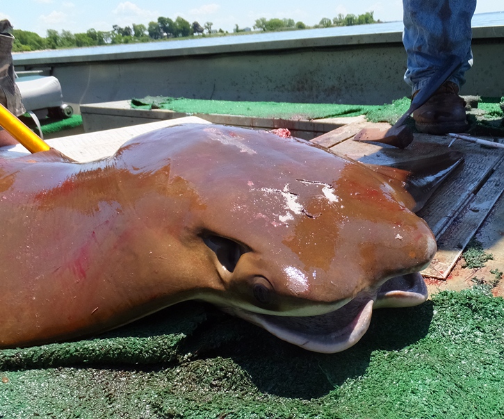 Close-up of the face of a ray