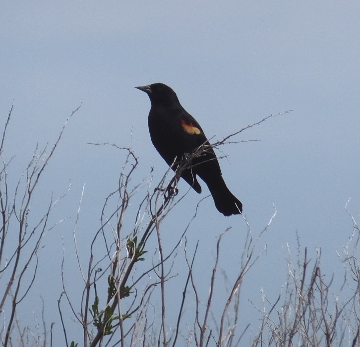 Red-winged blackbird