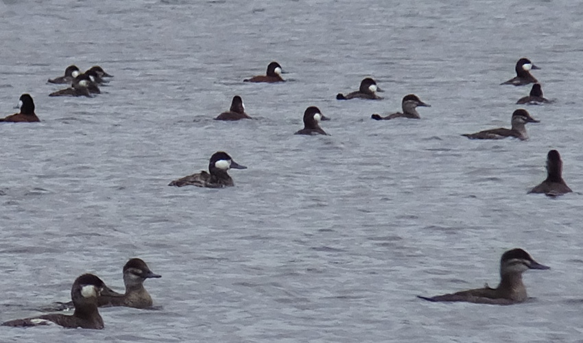 Several ruddy ducks on the water