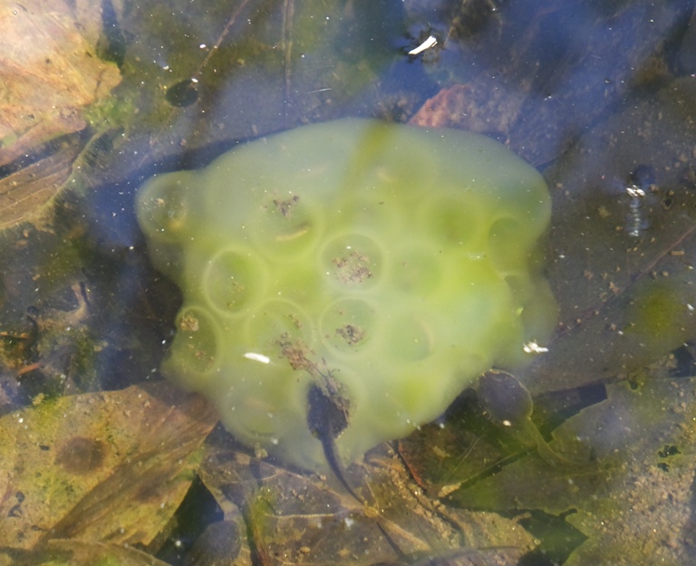 Salamander eggs with tadpole