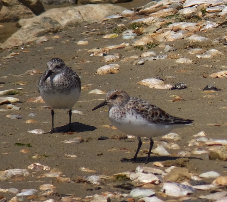 Two 'sandpiper' birds on the wet shore