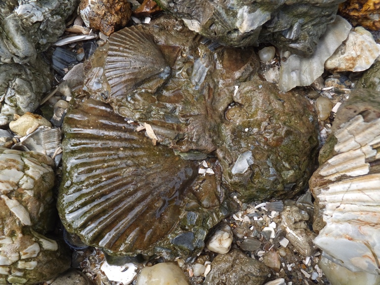 Two scallop impressions