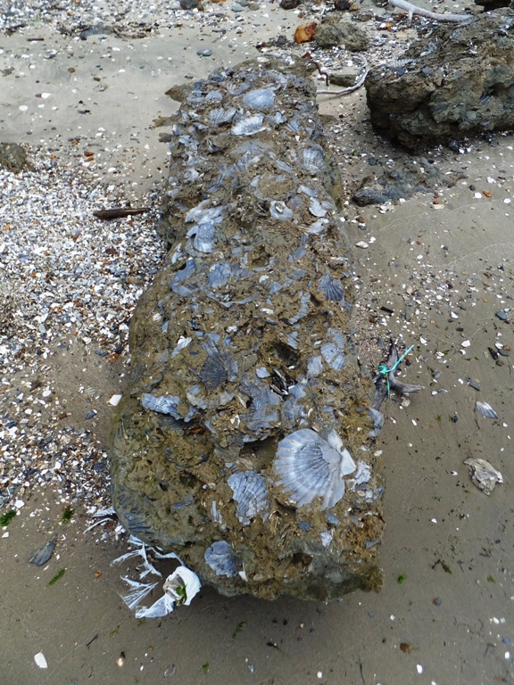 Scallops embedded in rock-like structures