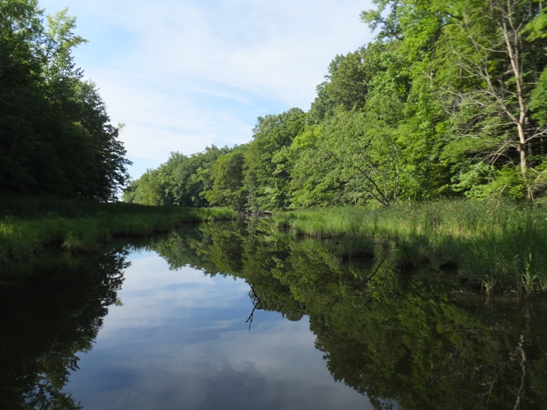 Sellman Creek with lots of greenery