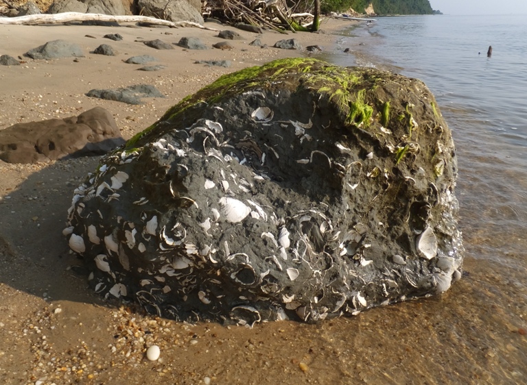 Shells embedded in rock-like structures