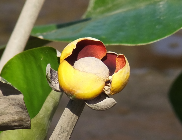 Yellow spatterdock flower