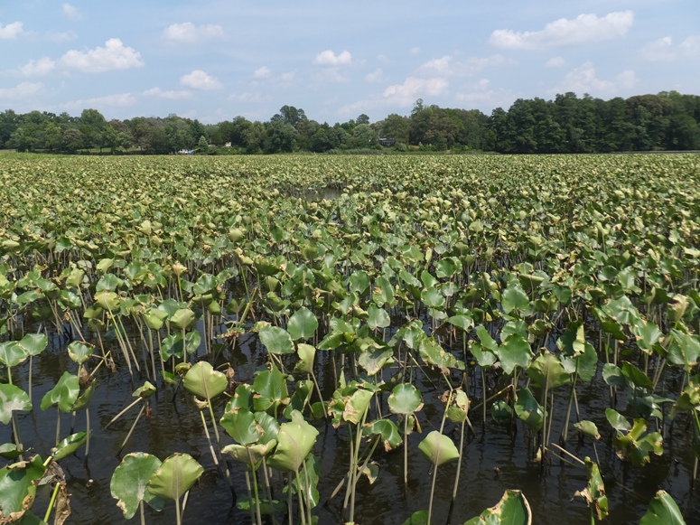Field of spatterdock