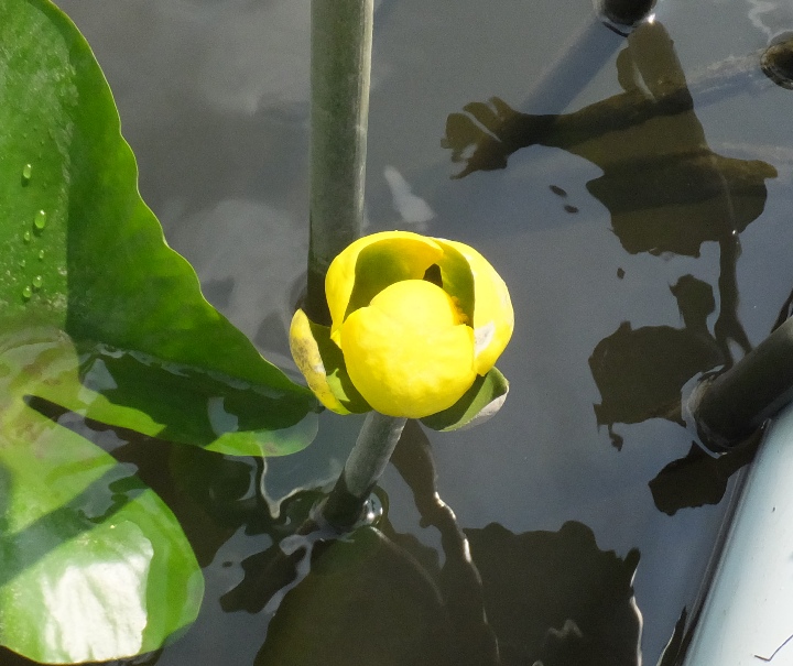 Individual spatterdock flower