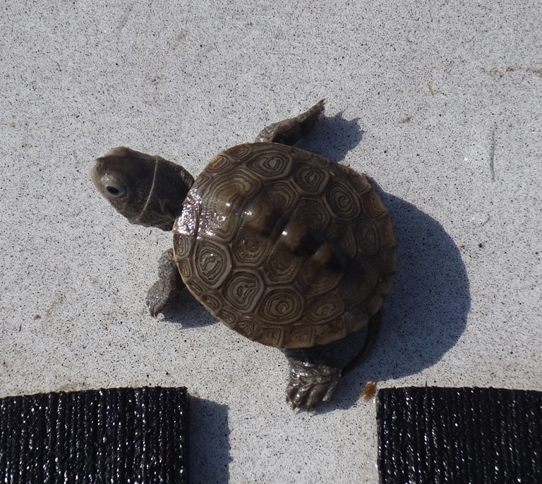 Baby diamond-backed terrapin on my SUP