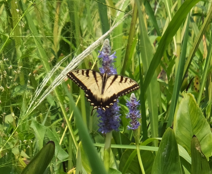 Tiger swallowtail butterfly on pickerelweed
