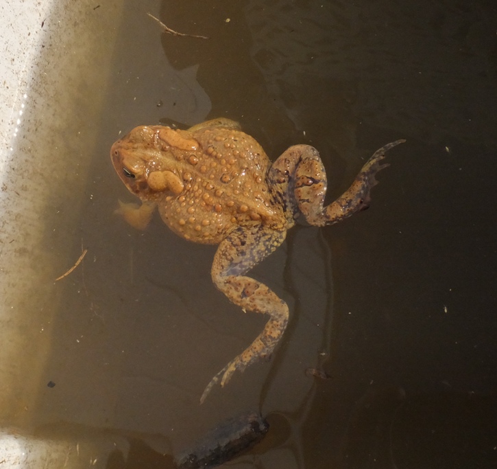 Toad floating on the water