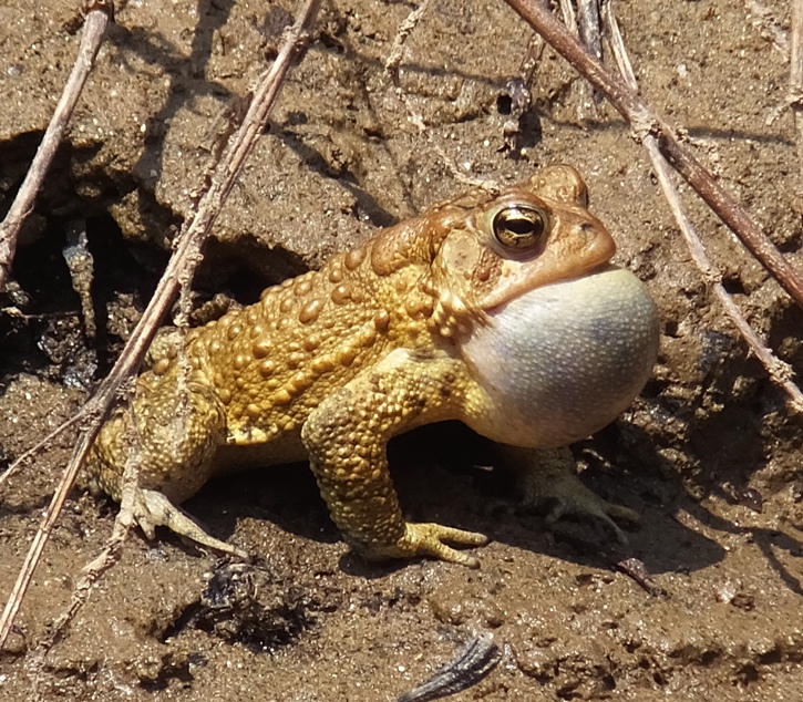 First toad with inflated vocal sac