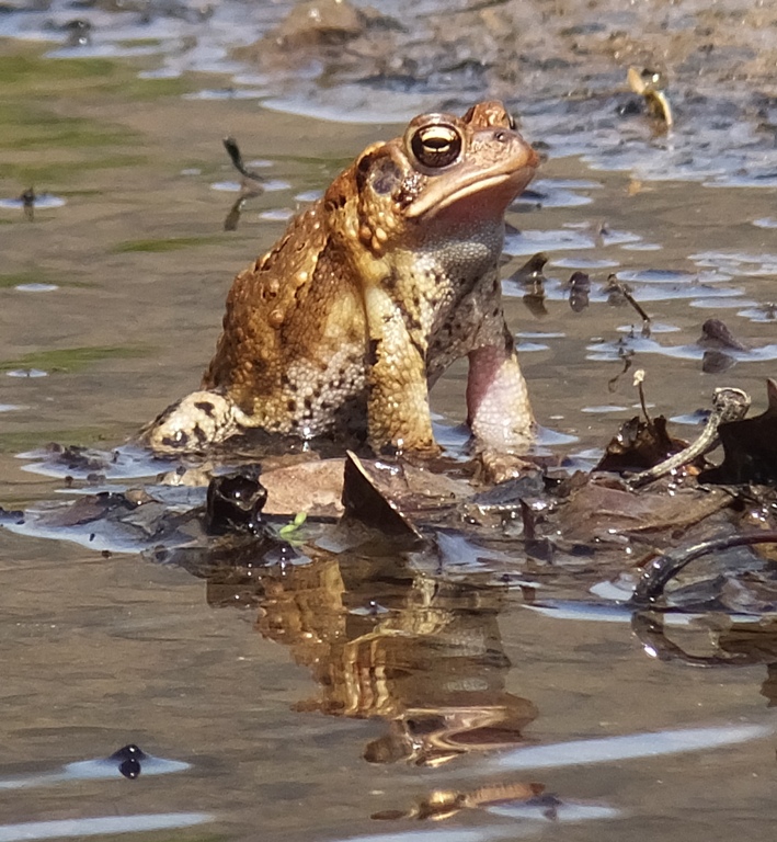 Second toad before inflation