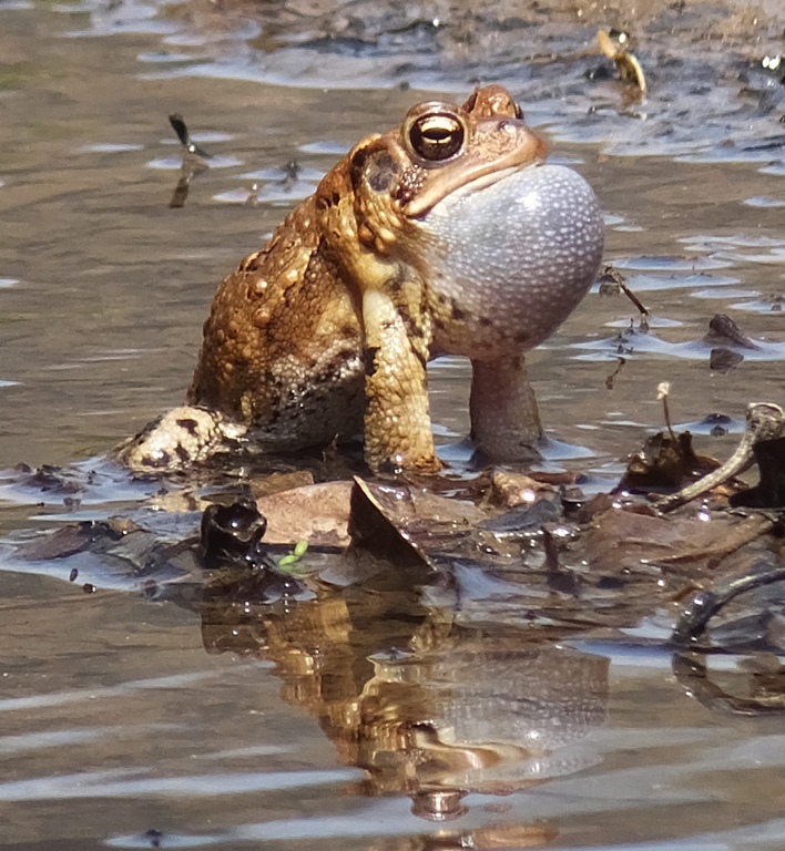 Second toad with inflated vocal sac