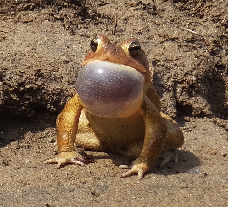 Third toad with inflated vocal sac