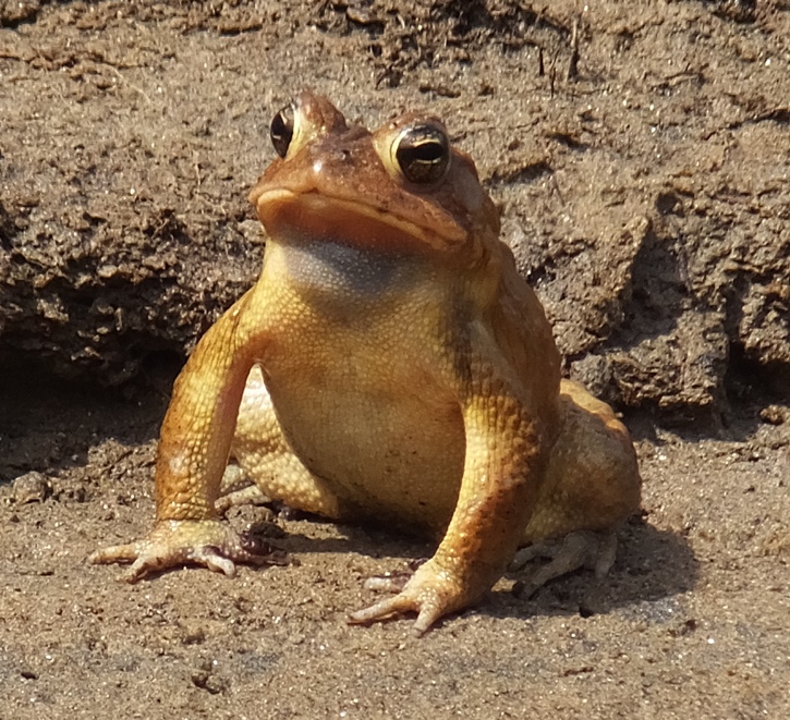 Third toad before inflation