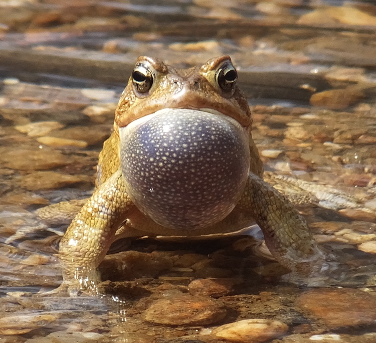Light green toad with inflated vocal sac