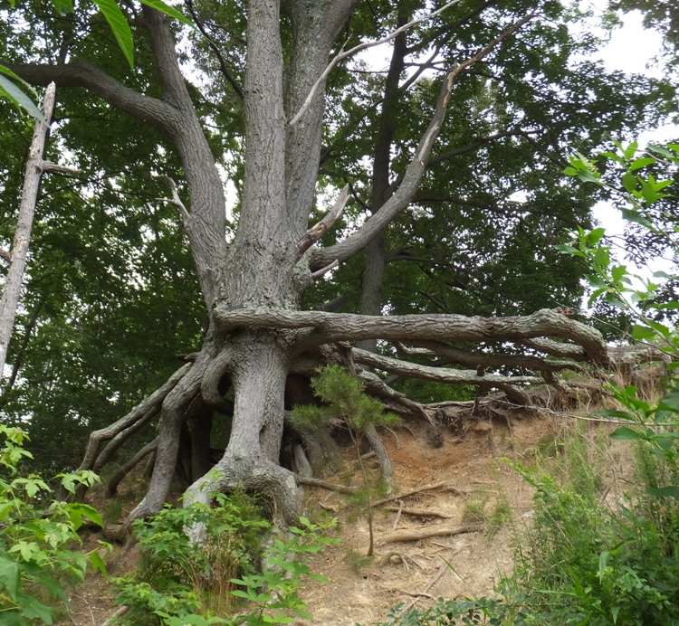 Exposed tree roots at edge of dropoff