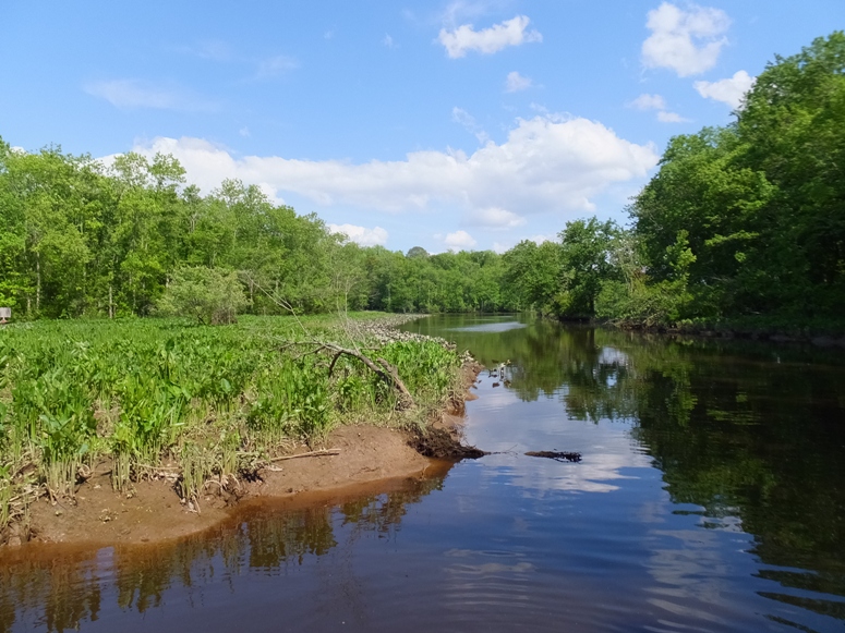 Greenery bordering calm water