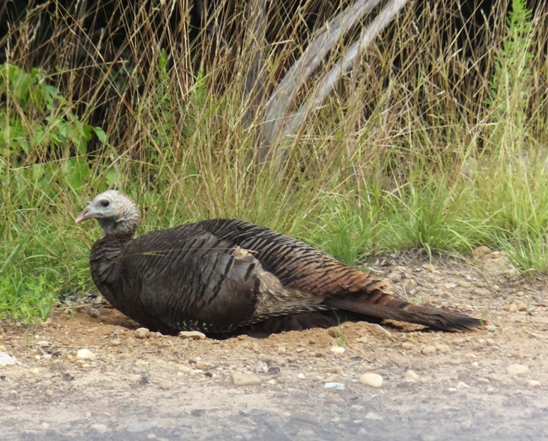 Turkey lying down at edge of road