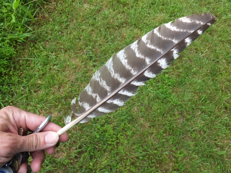 Turkey feather in my hand