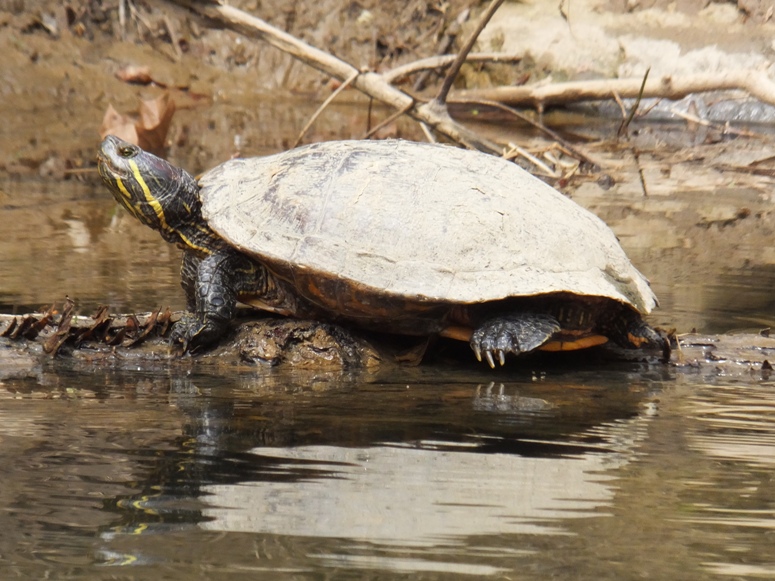 Profile of slider turtle