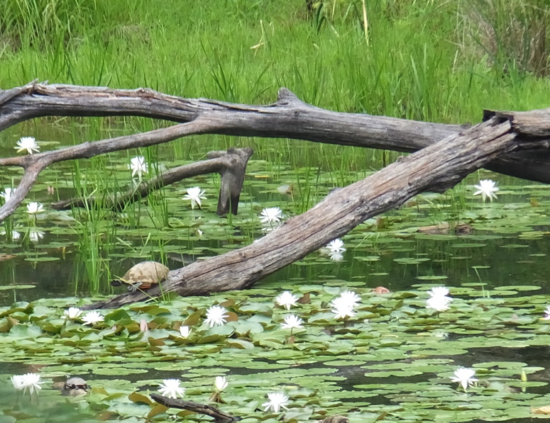 Large and small turtles with water lilies