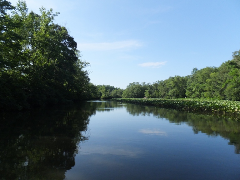 Tall trees casting shadows on the water