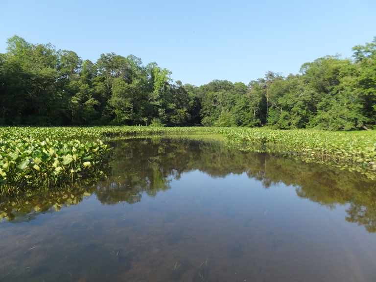 Spatterdock-lined waterway