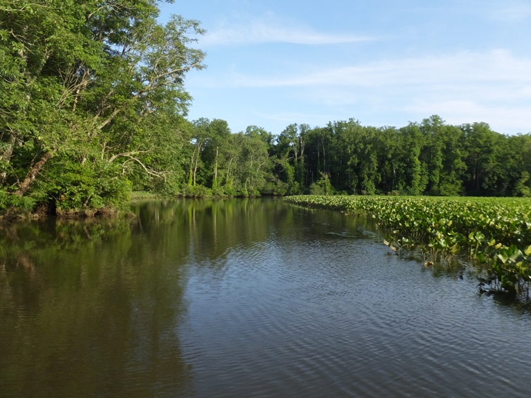 Spatterdock and trees lining the waterway