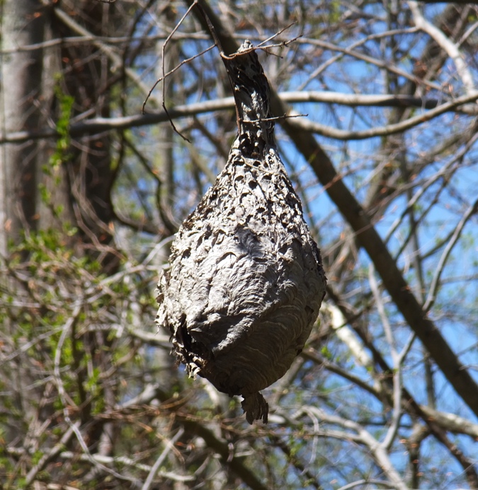 Paper wasp nest in tree