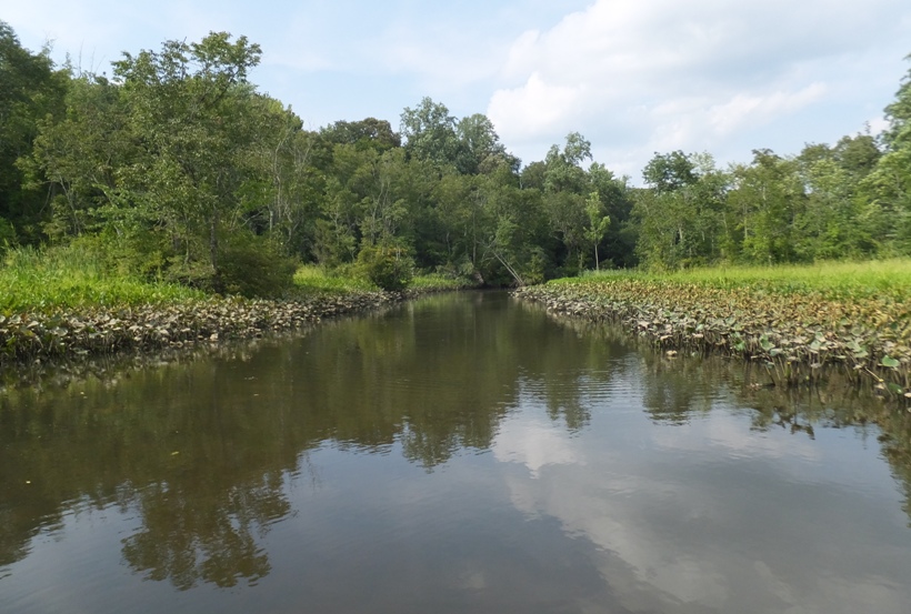 Watts Creek with spatterdock along the shore