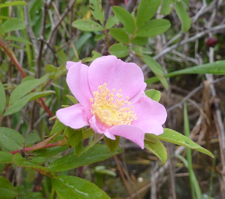 Pink wild rose
