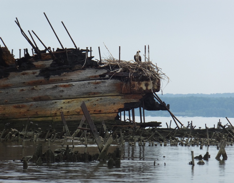 Osprey and nest on wreck