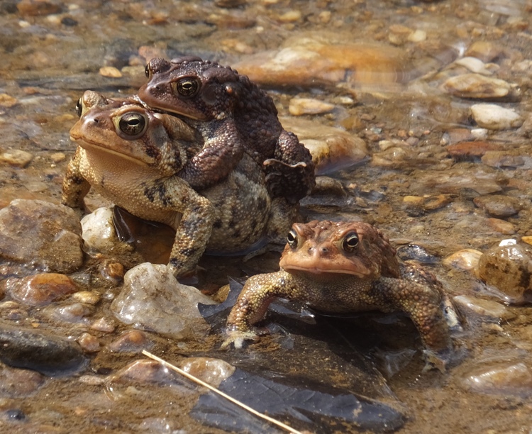 Two stacked toads on the left with one on the right by itself