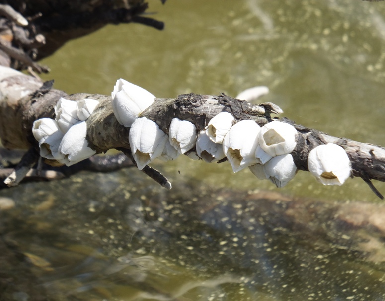 Barnacles on tree limb