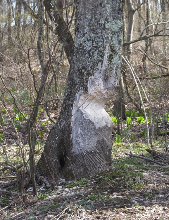 A tree gnawed on by a beaver