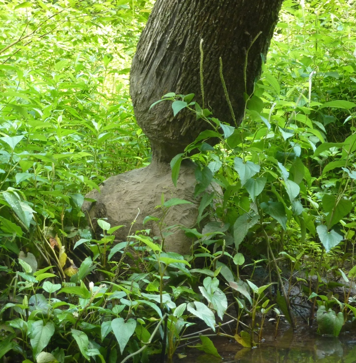 Beaver chew marks on tree