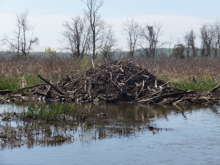 Beaver lodge