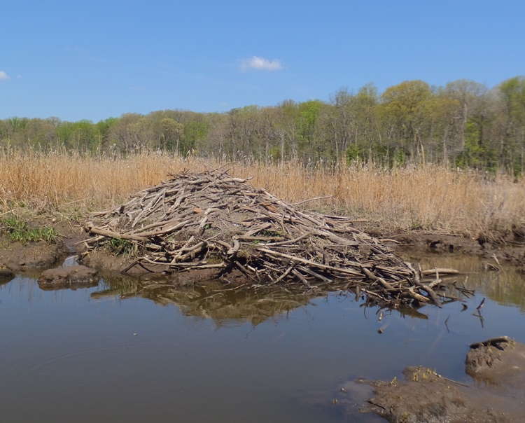Another beaver lodge