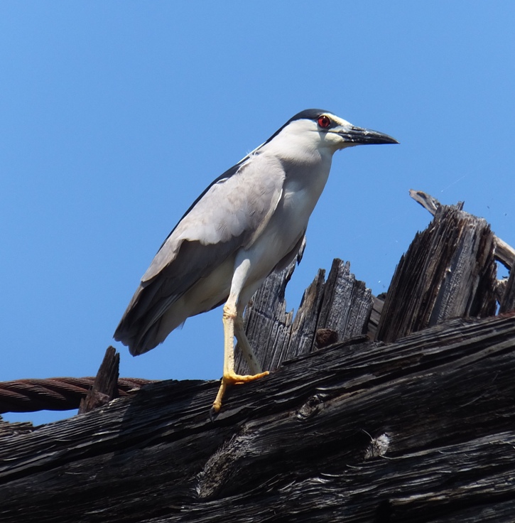Black-crowned night heron perched on wreck