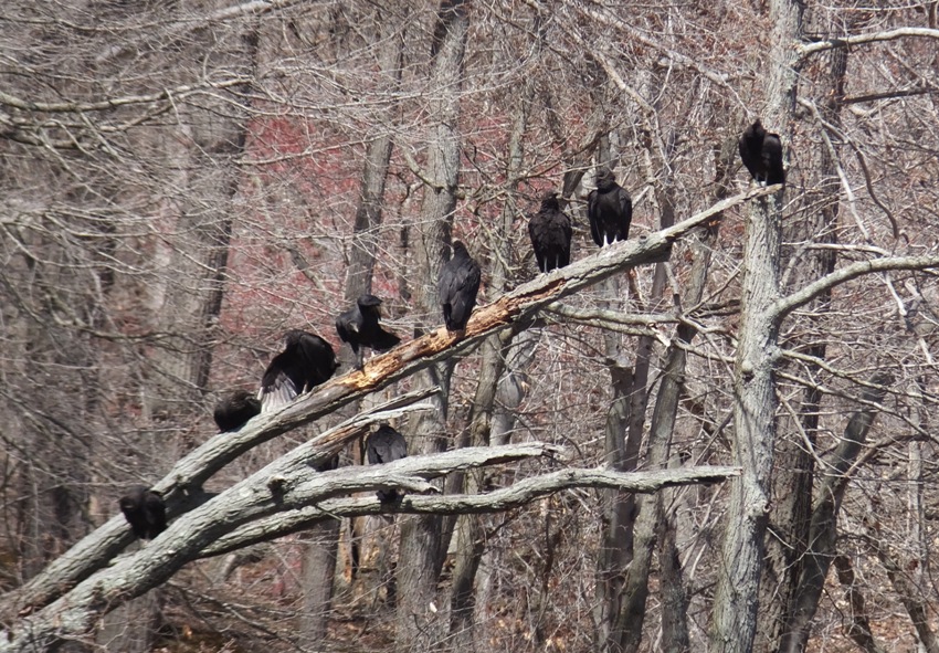 Eight vultures on branch