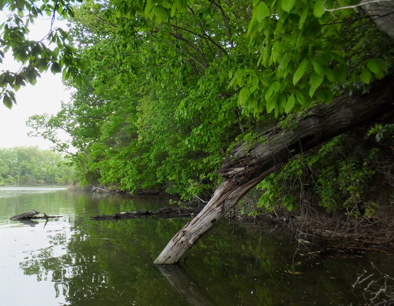 Scenic view near Boathouse Creek