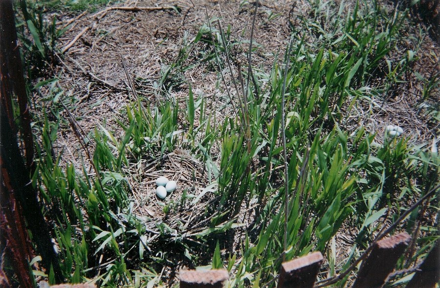 Two nests with three eggs each