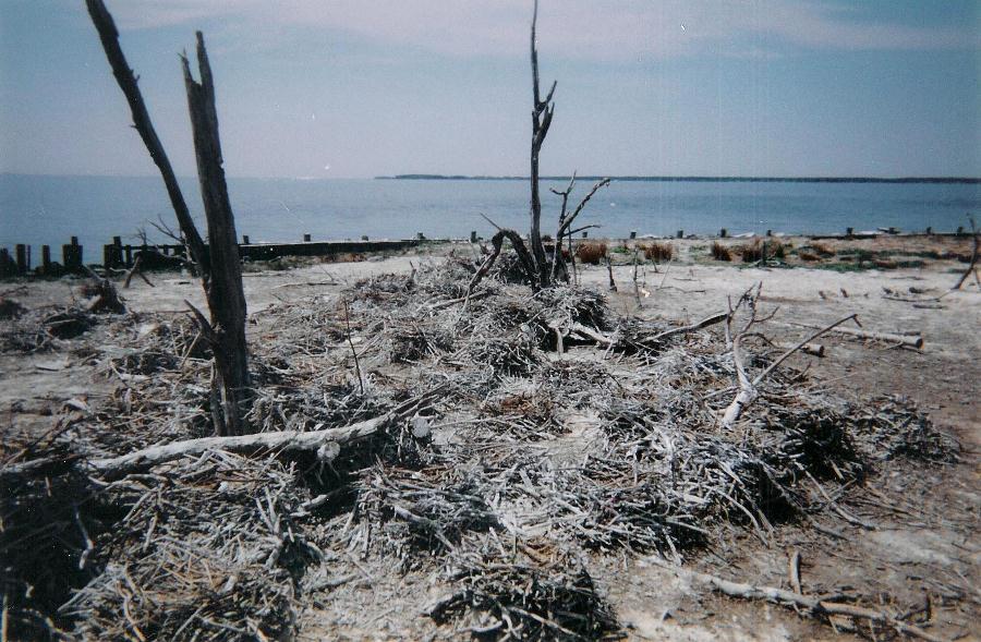 Nests made with branches piled up
