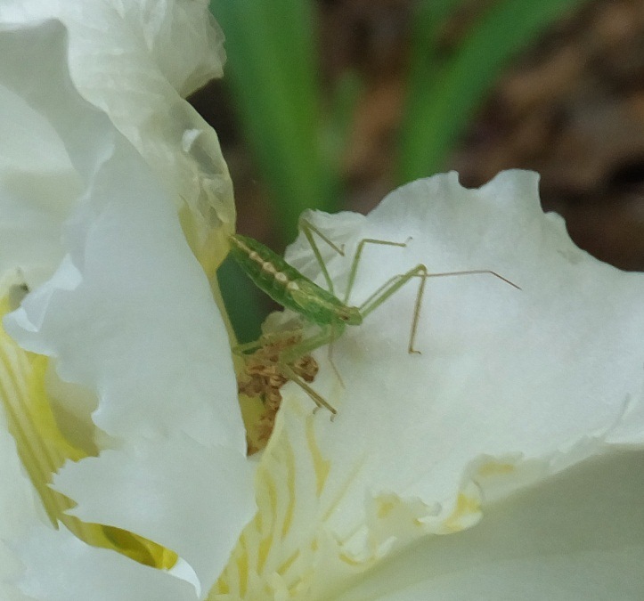 Interesting insect on flower