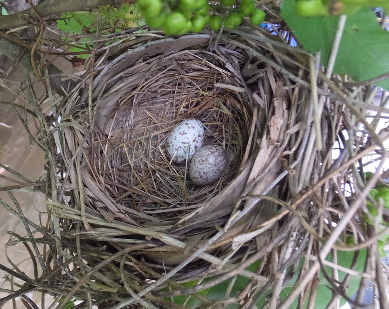 Cardinal nest with eggs